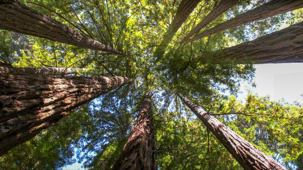 How Our Tree Care Process Works  in Bloomsburg, PA