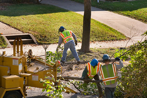 Trusted Bloomsburg, PA Tree Services Experts